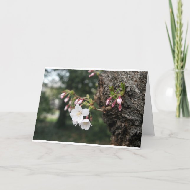 Cherry Blossoms Washington DC Card (Front)