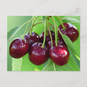 Cherry bunch on tree postcard