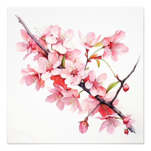 Cherry Flower Branch Photo Print (Front)