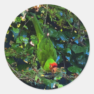 Cherry Headed Conure #1 Stickers