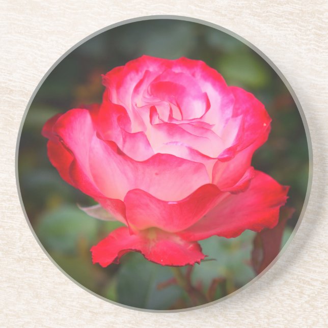 Cherry Parfait Rose #3 Sandstone Coaster (Front)
