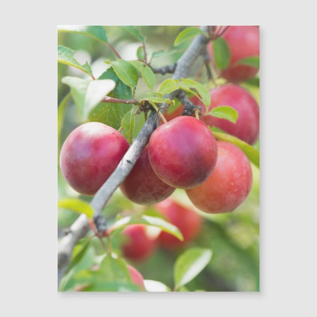 Cherry plum on branch (Front)