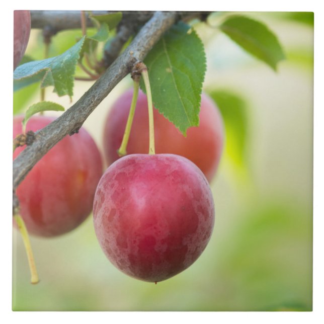 Cherry plum on branch ceramic tile (Front)