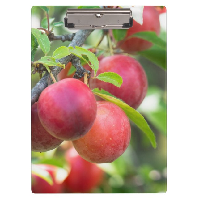 Cherry plum on branch clipboard (Front)