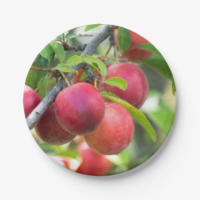 Cherry plum on branch paper plate (Front)