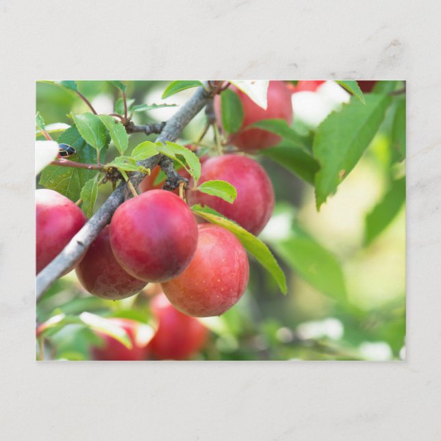 Cherry plum on branch postcard (Front)