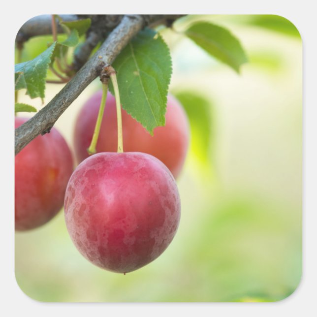 Cherry plum on branch square sticker (Front)