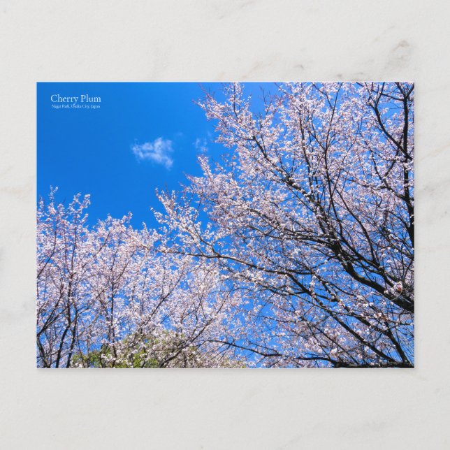 Cherry Plum [Postcard] Postcard (Front)
