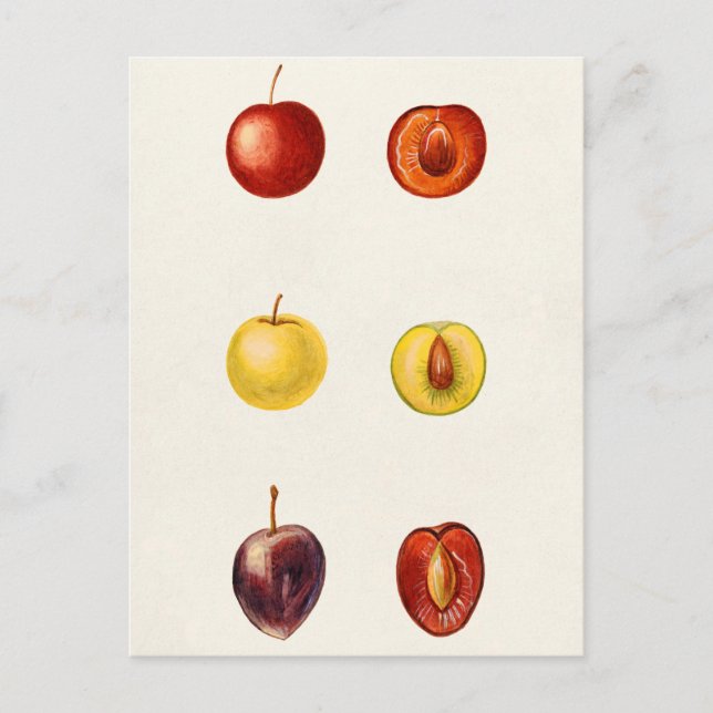 Cherry Plum (Prunus Cerasifera var. Divaricata) Postcard (Front)