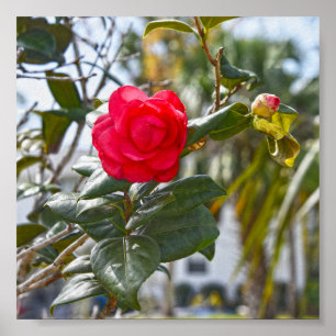 Cherry Red Camellia Flower and Bud Poster