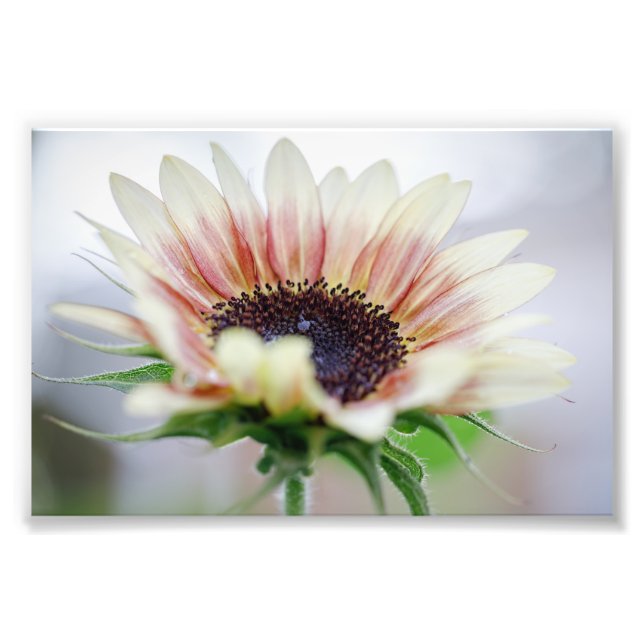 Cherry Rose Sunflower Photo Print (Front)