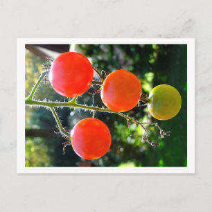 Cherry Tomato Postcard