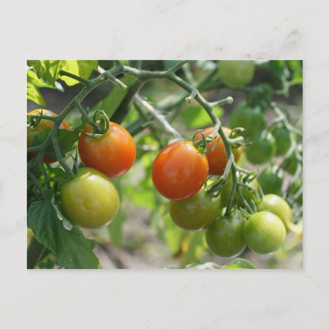 Cherry Tomatoes On Vine Nature Postcard (Front)