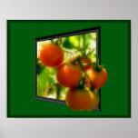 Cherry Tomatoes Out Of Frame Nature Poster<br><div class="desc">Fresh on the garden vine red ripe cherry tomatoes in a pop out or out of frame style poster print.  Design by Susan.</div>