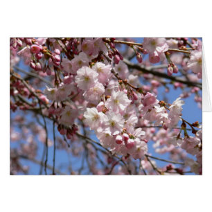 Cherry Tree