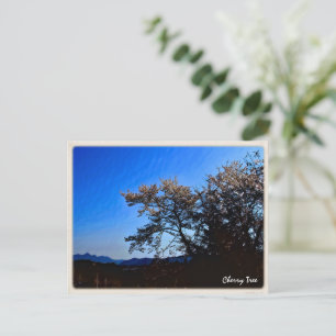 Cherry Tree ポストカード Postcard