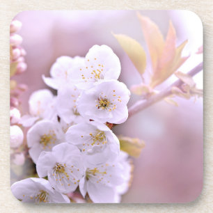 Cherry Tree Blossoms Coaster