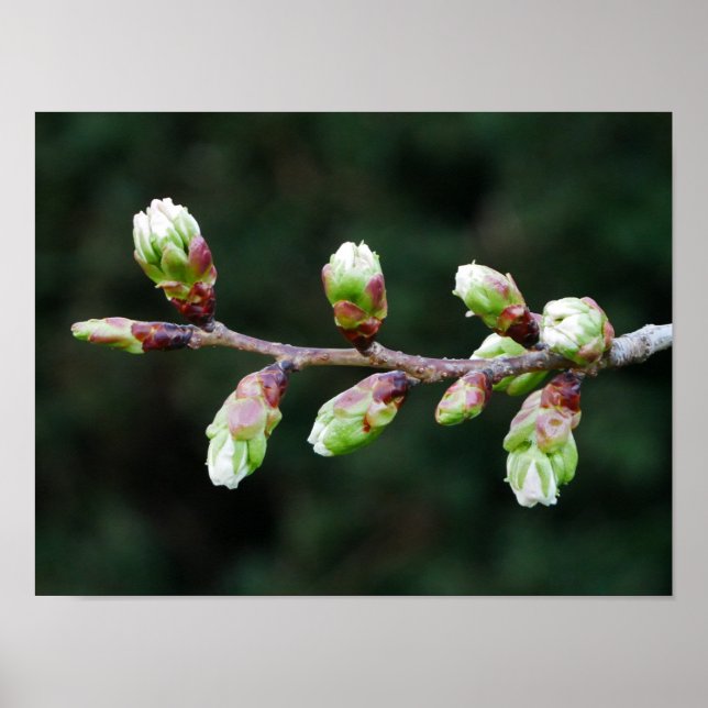 Cherry Tree Buds Poster (Front)