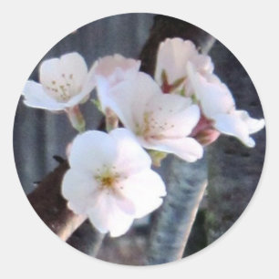 Cherry Tree Flower Classic Round Sticker