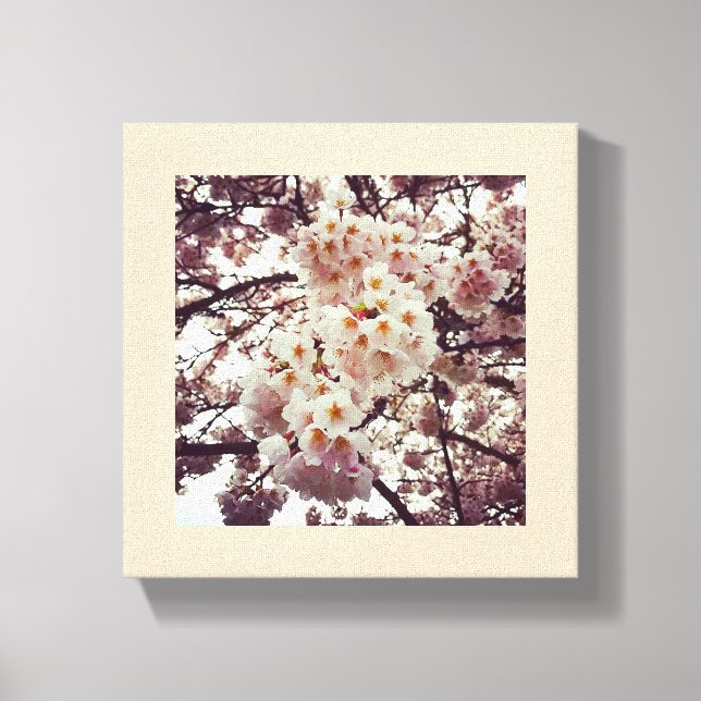 Cherry Tree in Bloom, Oregon Canvas Print (Front)