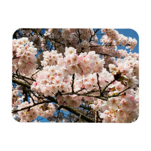 Cherry Tree in Bloom, Oregon Magnet