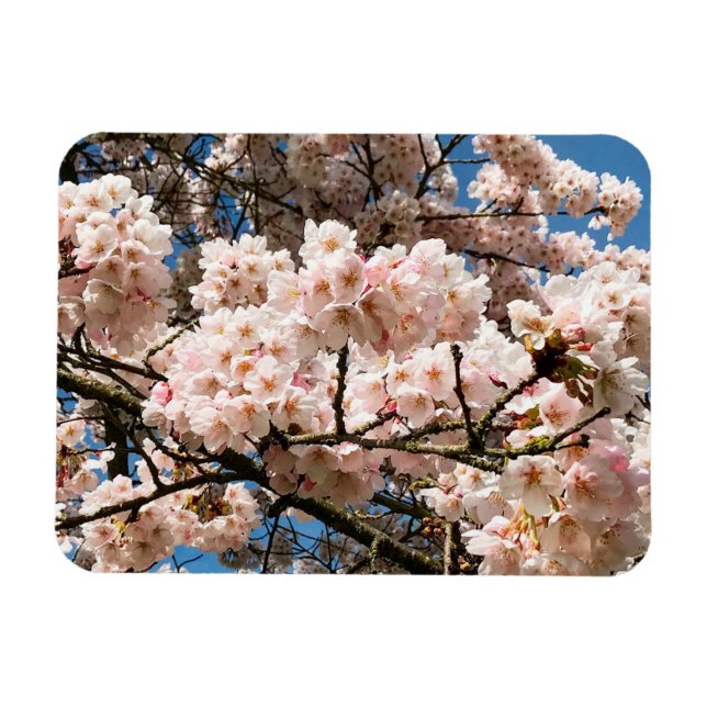 Cherry Tree in Bloom, Oregon Magnet (Horizontal)