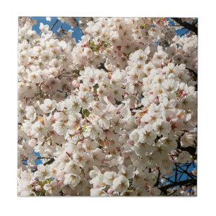Cherry Tree in Bloom, Oregon Poster Ceramic Tile