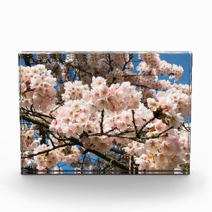 Cherry Tree in Bloom, Oregon Poster Photo Block