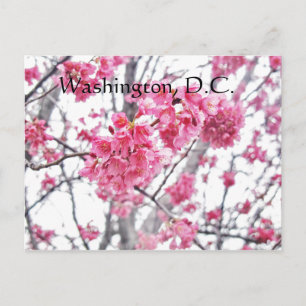Cherry tree in bloom Washington, D.C. Postcard