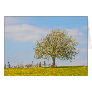 Cherry Tree In Spring