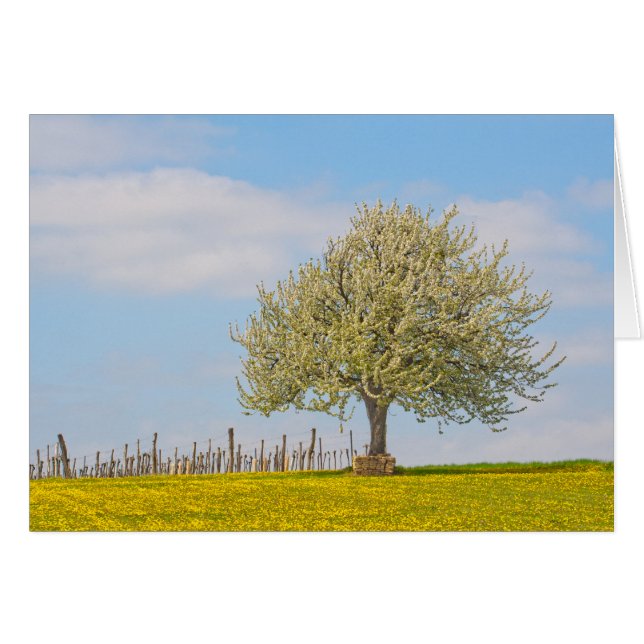 Cherry Tree In Spring (Front Horizontal)
