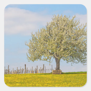 Cherry Tree In Spring Square Sticker