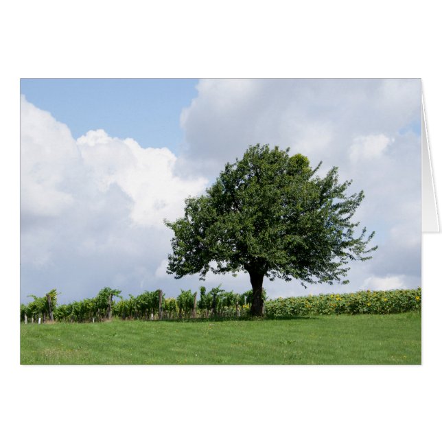 Cherry Tree In Summer (Front Horizontal)