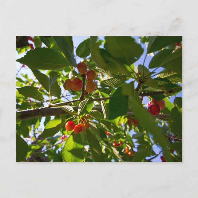 Cherry Tree, Michigan Postcard (Front)