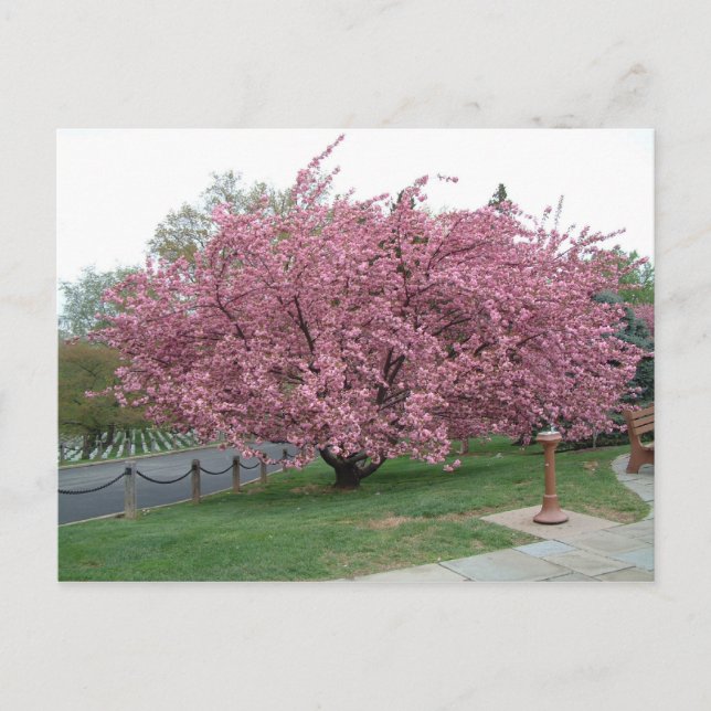 Cherry Tree postcard (Front)