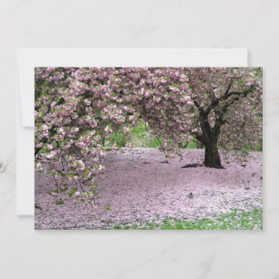 Cherry Trees Blossoms Spring in Central Park