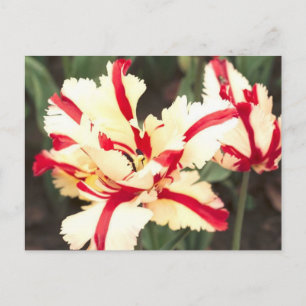 Cherry vanilla! Postcard