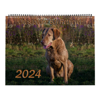 Chesapeake Bay Retriever Calendar 2024