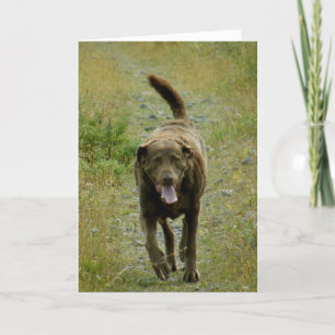 Chesapeake Bay Retriever, Dutch Harbour, AK Card