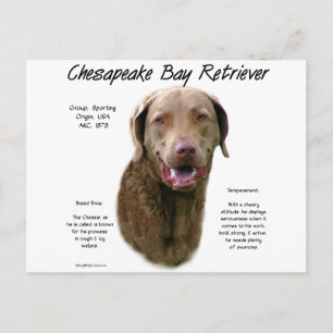 Chesapeake Bay Retriever History Design Postcard