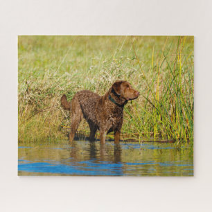 Chesapeake Bay Retriever Hunting Dog Jigsaw Puzzle