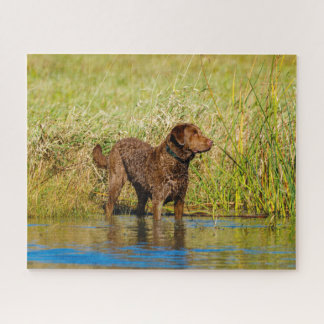 Chesapeake Bay Retriever Hunting Dog Jigsaw Puzzle