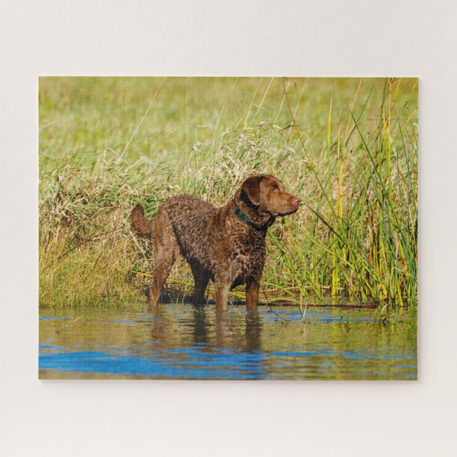 Chesapeake Bay Retriever Hunting Dog Jigsaw Puzzle (Horizontal)