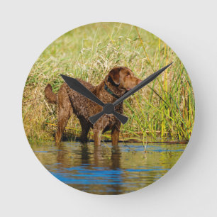 Chesapeake Bay Retriever Hunting Dog Wall Clock