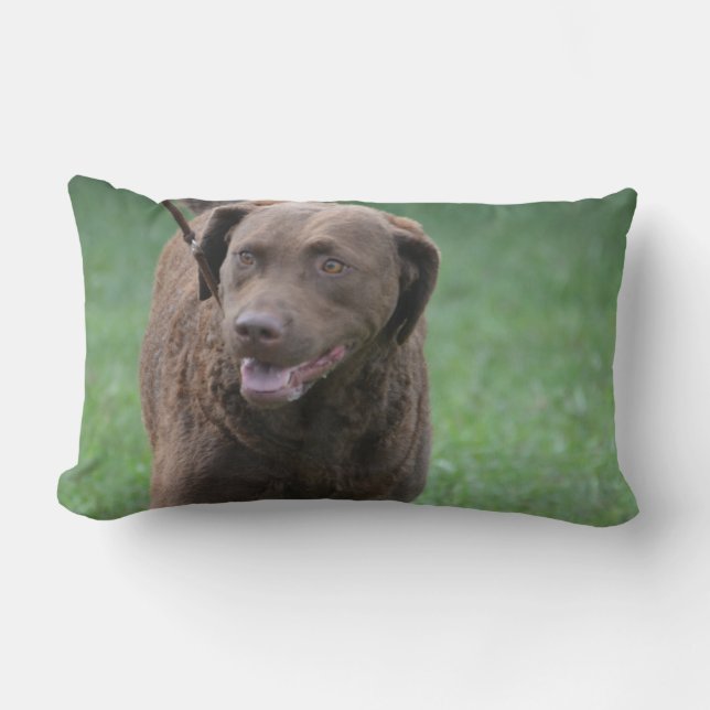 Chesapeake Bay Retriever Lumbar Cushion (Front)