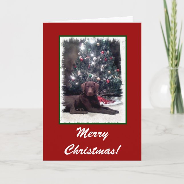 Chesapeake Bay Retriever, Merry Christmas! Holiday Card (Front)