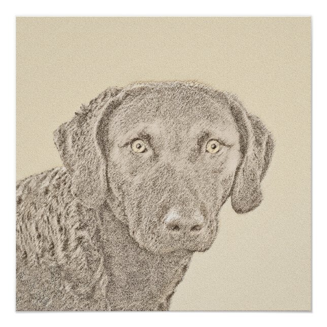 Chesapeake Bay Retriever Painting Original Dog Art Poster (Front)
