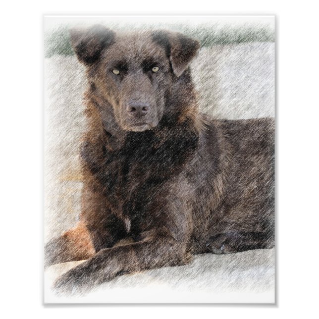 Chesapeake Bay Retriever Photo Print (Front)
