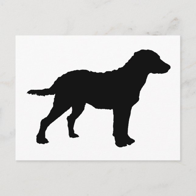 Chesapeake Bay Retriever Postcard (Front)