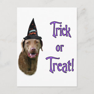 Chesapeake Bay Retriever Trick Postcard